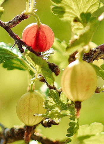 Care Omnia Gooseberries Unripe