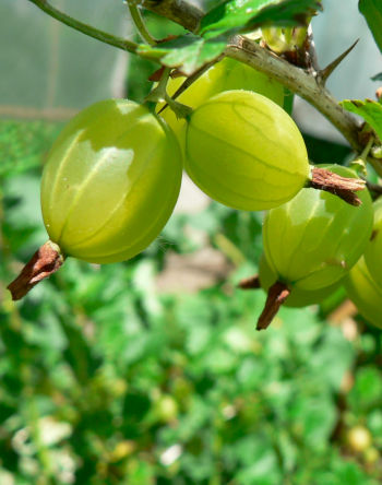 Care Omnia Gooseberries Up Close!