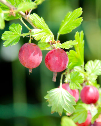 Care Omnia Red Gooseberries