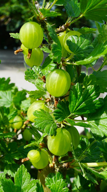 Care Omnia Bush With Small Gooseberries