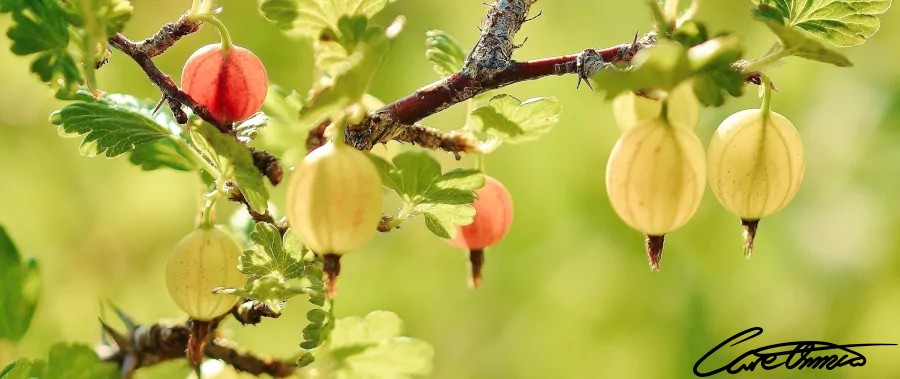 Recommended By Care Omnia Gooseberries (What & Where To Buy)
