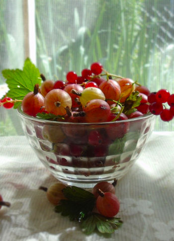 Care Omnia Gooseberries and currants in a bowl