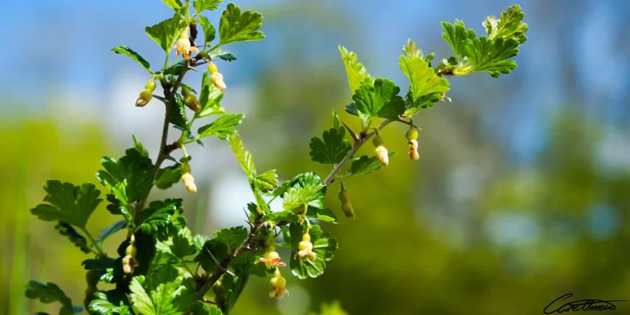 Gooseberries at end of bloom