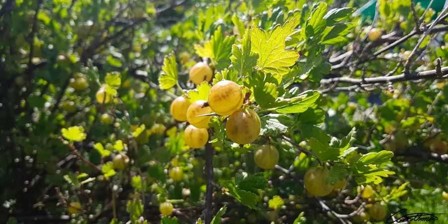 Gooseberries at end of season. The more ripe they get the more sweet they become.