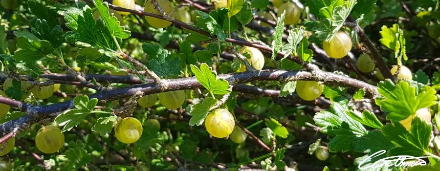 Care Omnia Picture of Gooseberries growing directly on stem