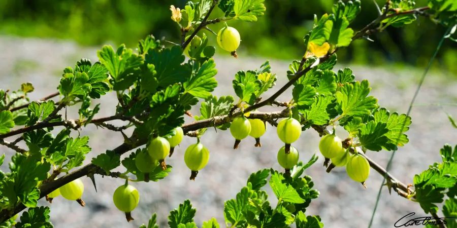 Gooseberries at the stage where you can make jam out of them. Start of picking period.