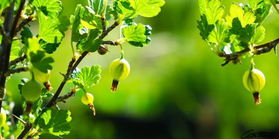 Gooseberries that have grown in size, not quite ready yet though