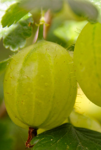 Care Omnia Close Up Picture of Gooseberries