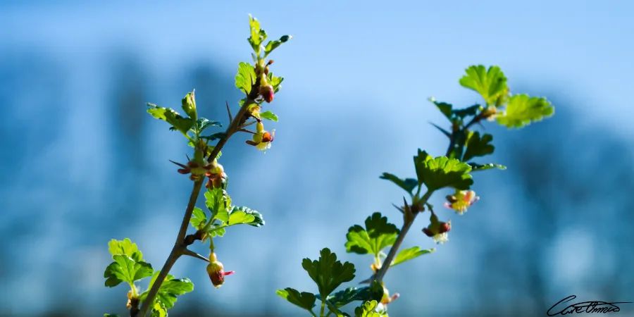 Gooseberries just starting to bloom.