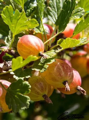 Care Omnia Gooseberries come in different colors