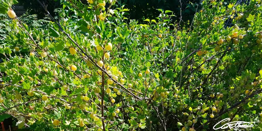 Care Omnia Picture of a big Gooseberry Bush