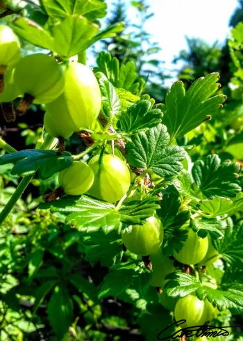 Care Omnia Gooseberries In The Wild