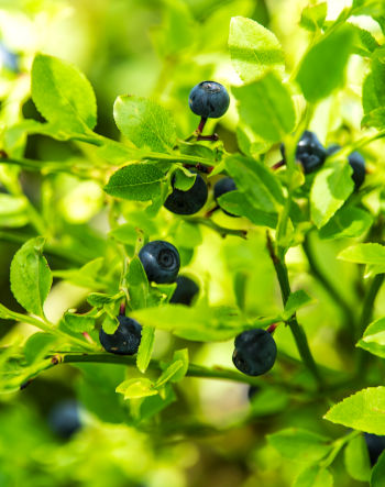 Picture Of Some Blueberries