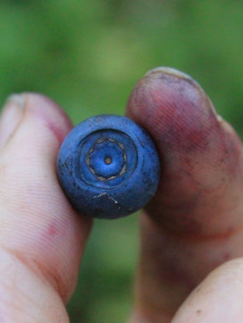 Healthy Wild Blueberry