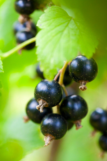 Care Omnia Picture Of a cluster of black currants
