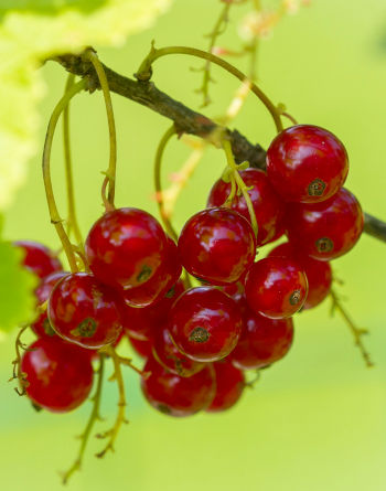 Care Omnia Picture Of Red Currants
