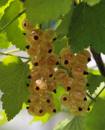 Care Omnia Picture Of White Currants