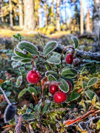 Care Omnia frozen fresh lingonberries in forest