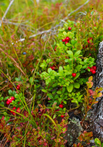 Care Omnia Lingonberries In Forest