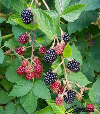 Ripe and unripe blackberries in a bush