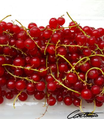 Some fresh red currants