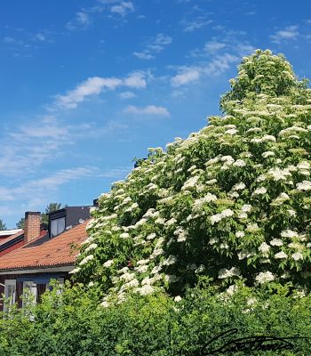 A majestic flowering elder. Larger than the house next to it.