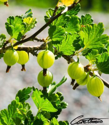 Mid season gooseberries on a bush