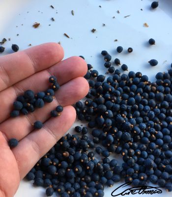 Sorting freshly picked juniper berries 