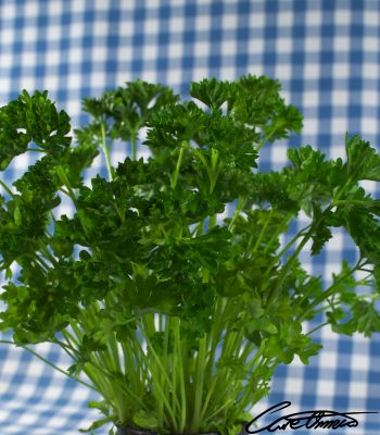 Close up of store bought parsley 