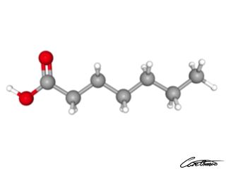 A three-dimensional representation of Heptanoic acid (7:0)