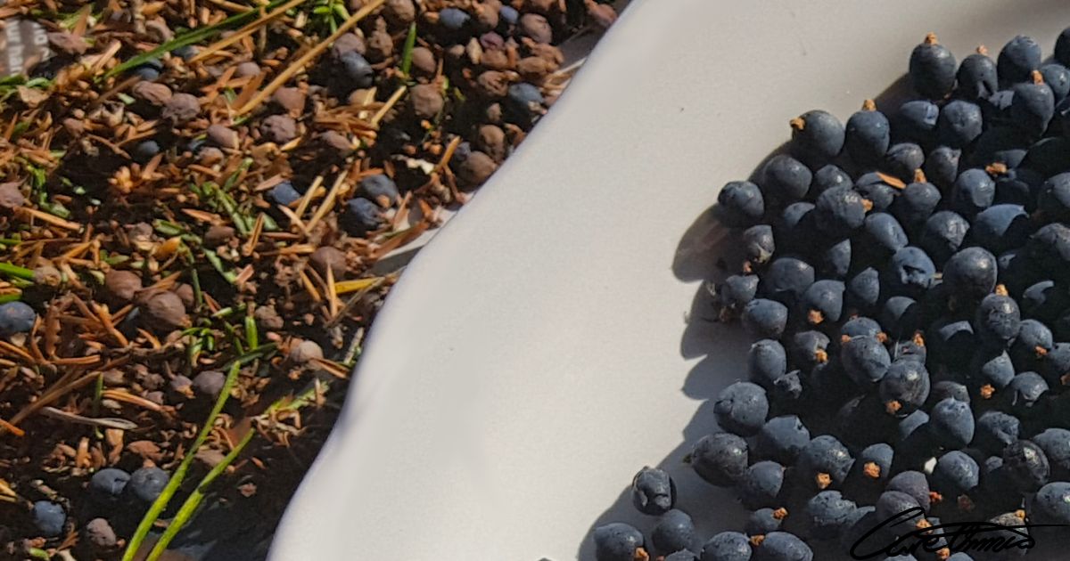 Is It Safe To Pick Juniper Berries – Learn About Harvesting