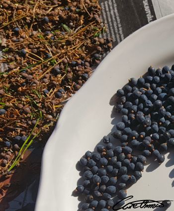 Sorting picked juniper berries. On the left the left overs and on the right the berries themselves
