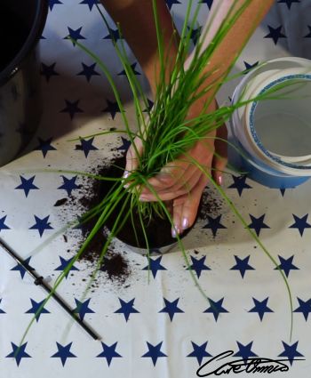Replanting chives in a new pot