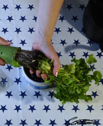 Removing the coriander plant from the pot it came in