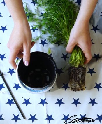 The pot and the dill plant that will go in the pot