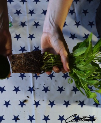 Hands taking out the sage plant from its original pot