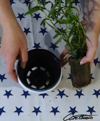 The tarragon plant and the pot it will be replanted in