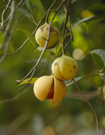 Care Omnia Nutmeg On Tree