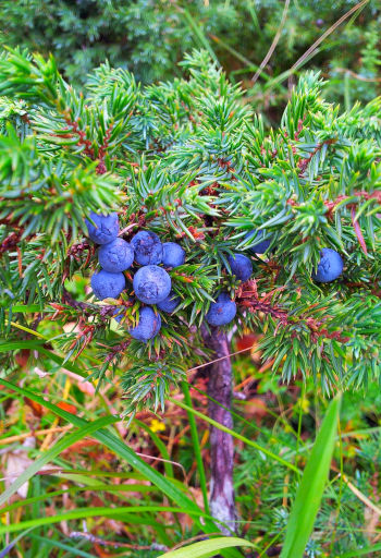 Care Omnia juniper berries in forest