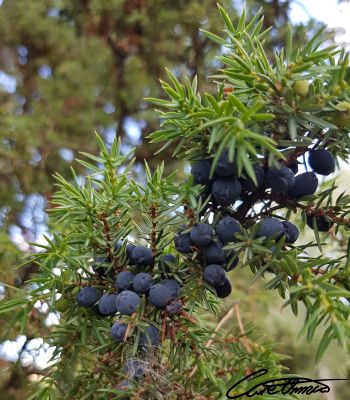 Ripe juniper berries. Ready to be picked.