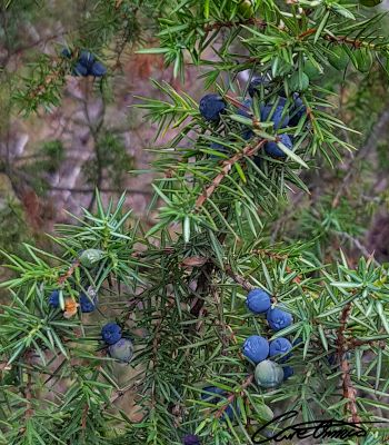 Juniper Berries in the wild