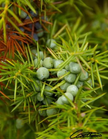 Care Omnia unripe green juniper berries contain the most benefits.