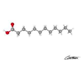 A three-dimensional representation of Lauric acid (12:0)