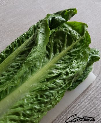 Romaine lettuce, whole leafs  