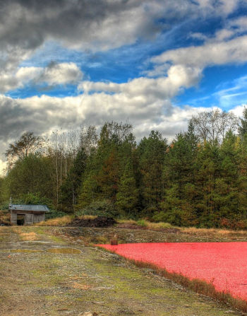 Care Omnia Picture of a man-made lake with berries