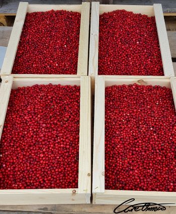 Four wooden trays of fresh lingonberries