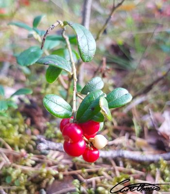 Delicious wild lingonberries on a bush