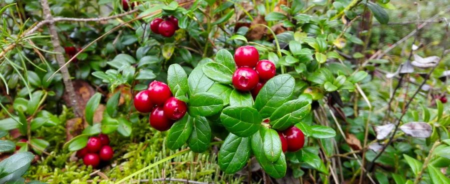 Recommended By Care Omnia Lingonberries (What & Where To Buy)