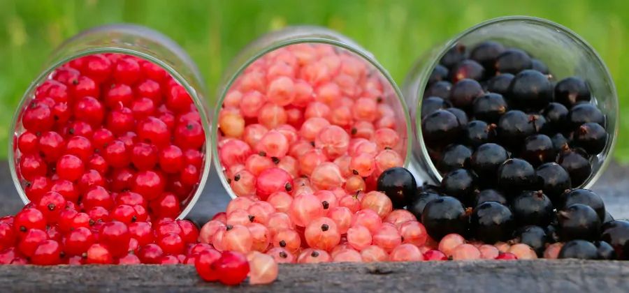 Care Omnia red, white and black currant berries