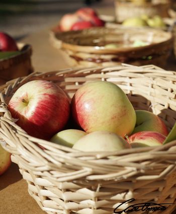 Basket of apples with a few more baskets in the background